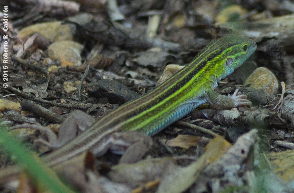 Image of Six-lined Racerunner