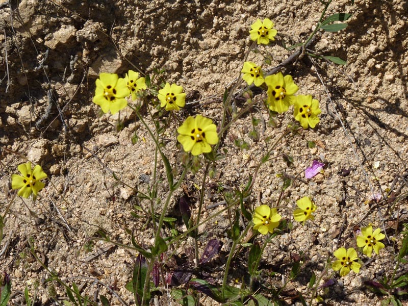 Image of Spotted Rock-rose