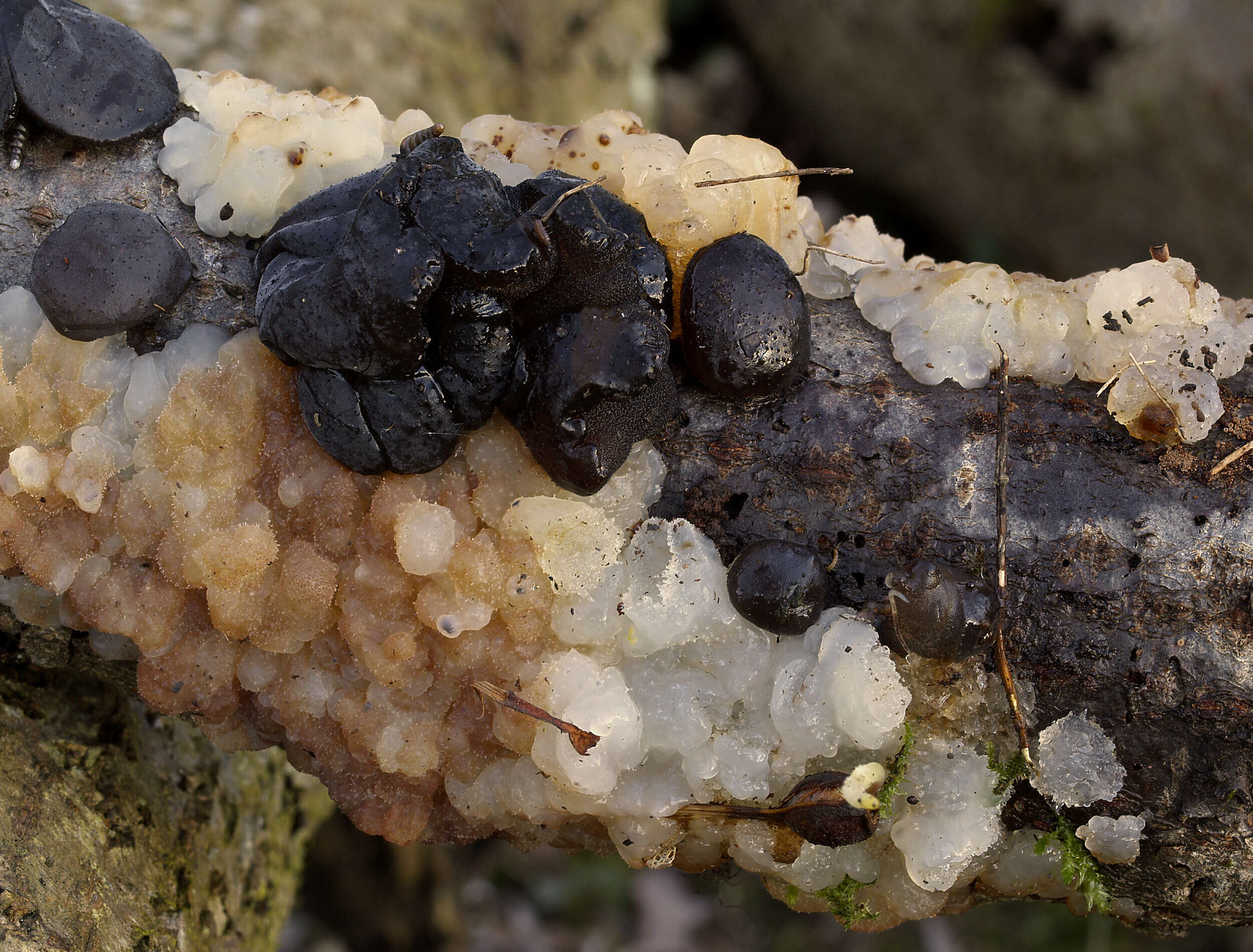 Image of Black Witches' Butter