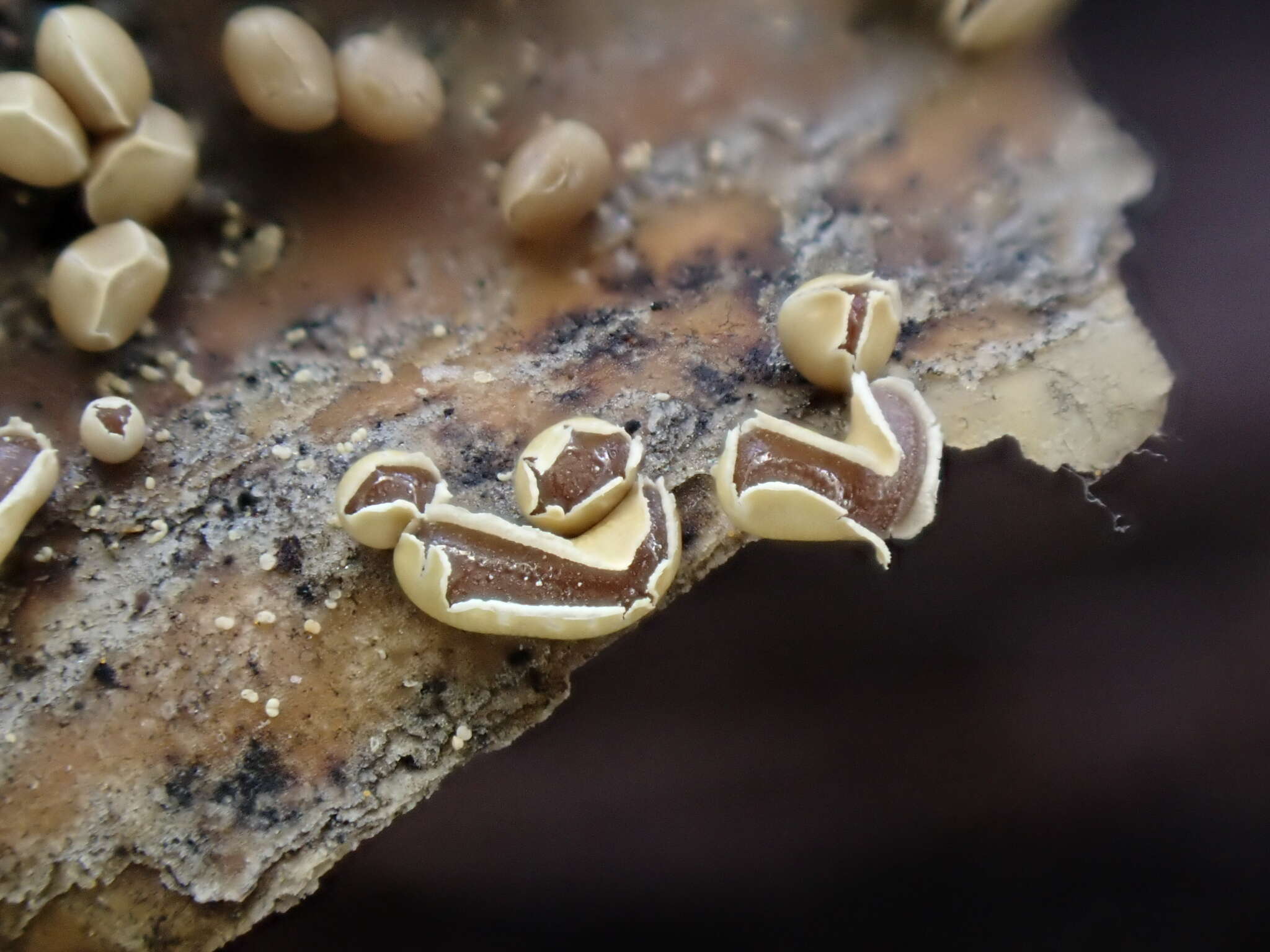 Image of Physarum bogoriense