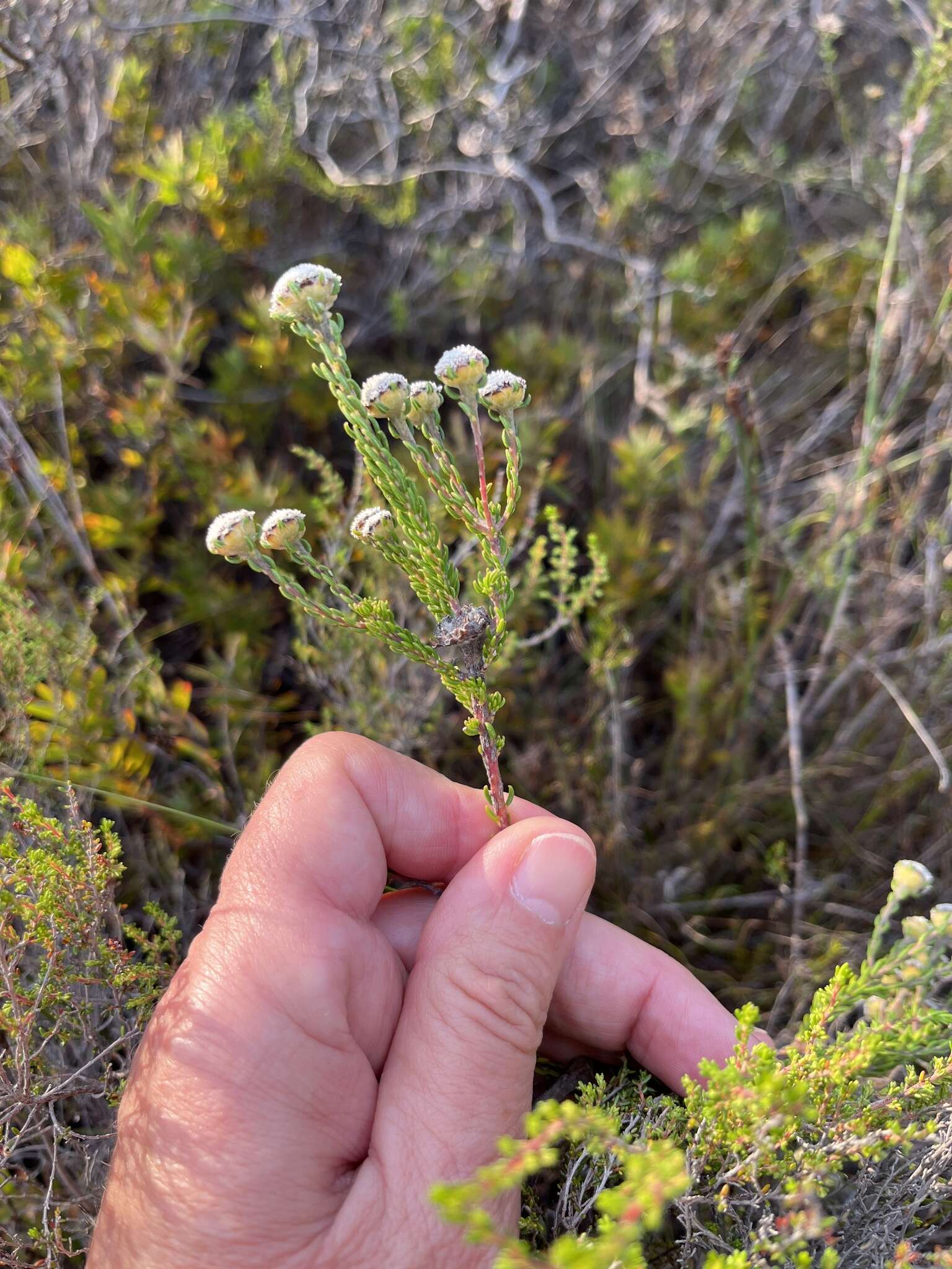 Image of Phylica selaginoides Sond.