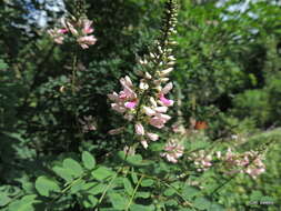 Plancia ëd <i>Indigofera jucunda</i>