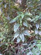 Image of Ruellia angustiflora (Nees) Lindau