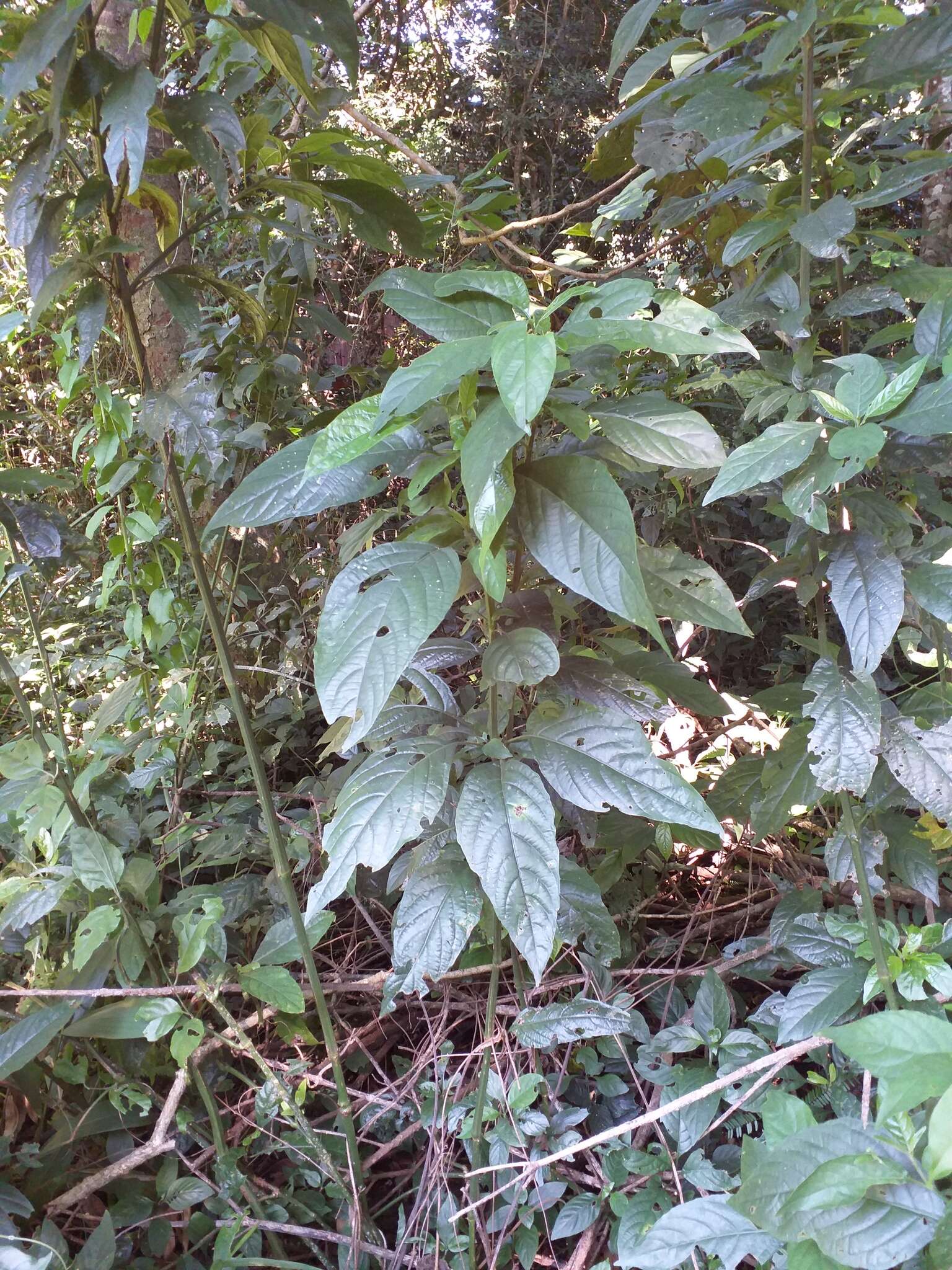 Image of Ruellia angustiflora (Nees) Lindau