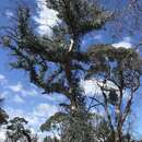 Image of Eucalyptus canobolensis (L. A. S. Johnson & K. D. Hill) J. T. Hunter