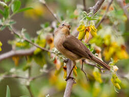 Слика од Phylloscopus canariensis (Hartwig 1886)