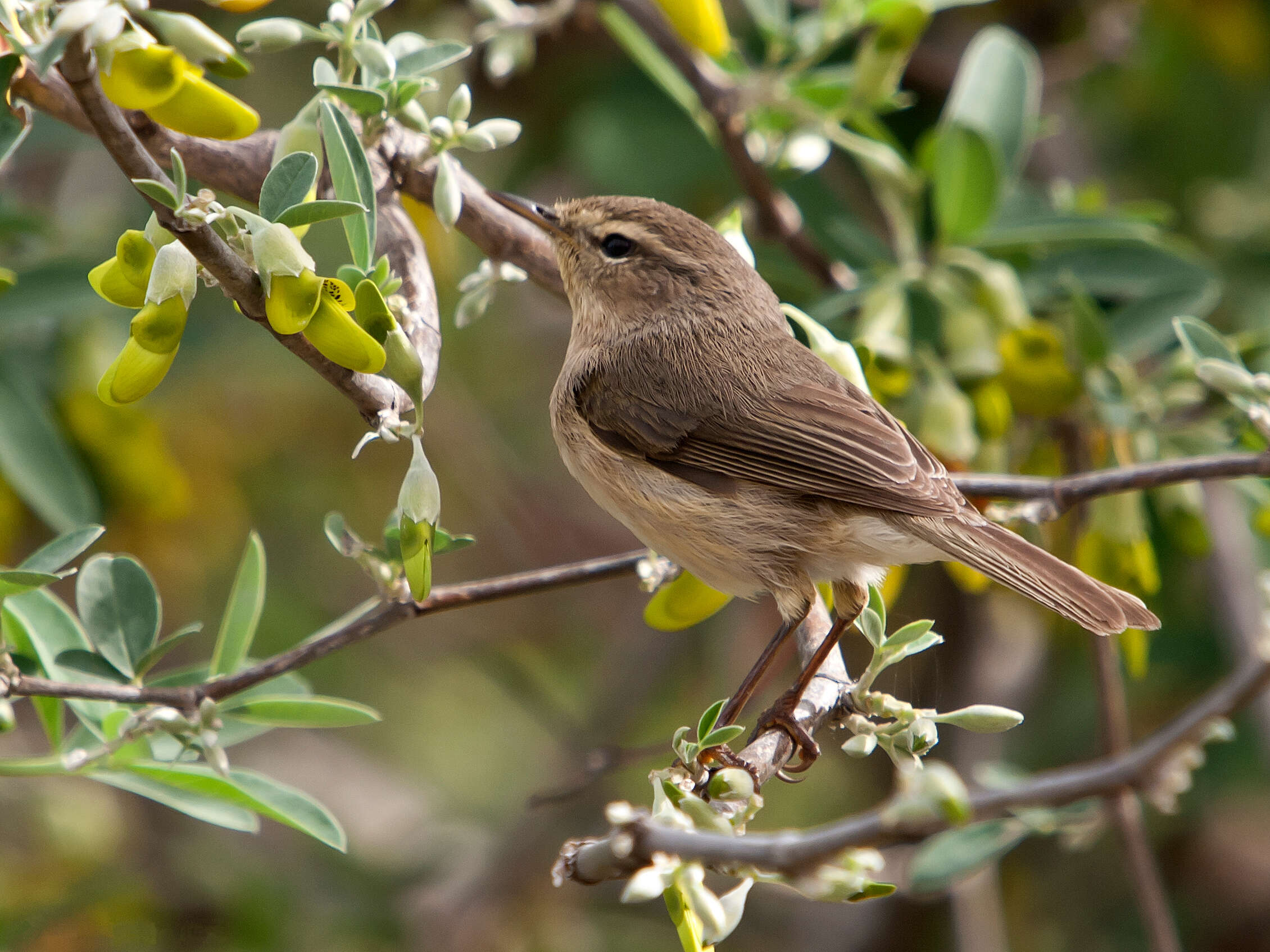 Слика од Phylloscopus canariensis (Hartwig 1886)