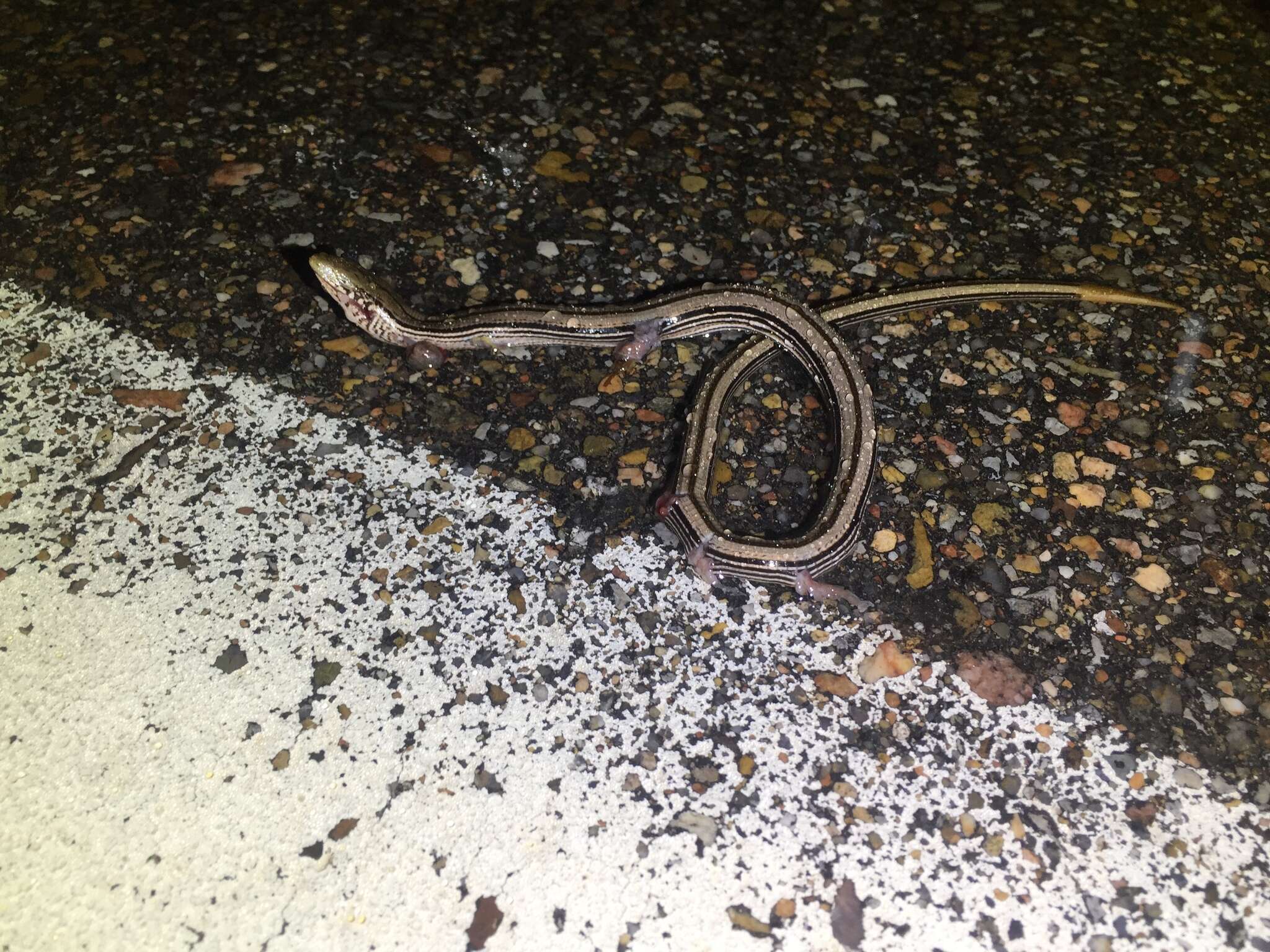 Image of Glass Lizards