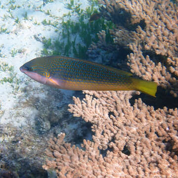 Image of Elegant Wrasse