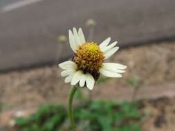 Image of shaggy soldier