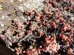 Image of Sierra stonecrop