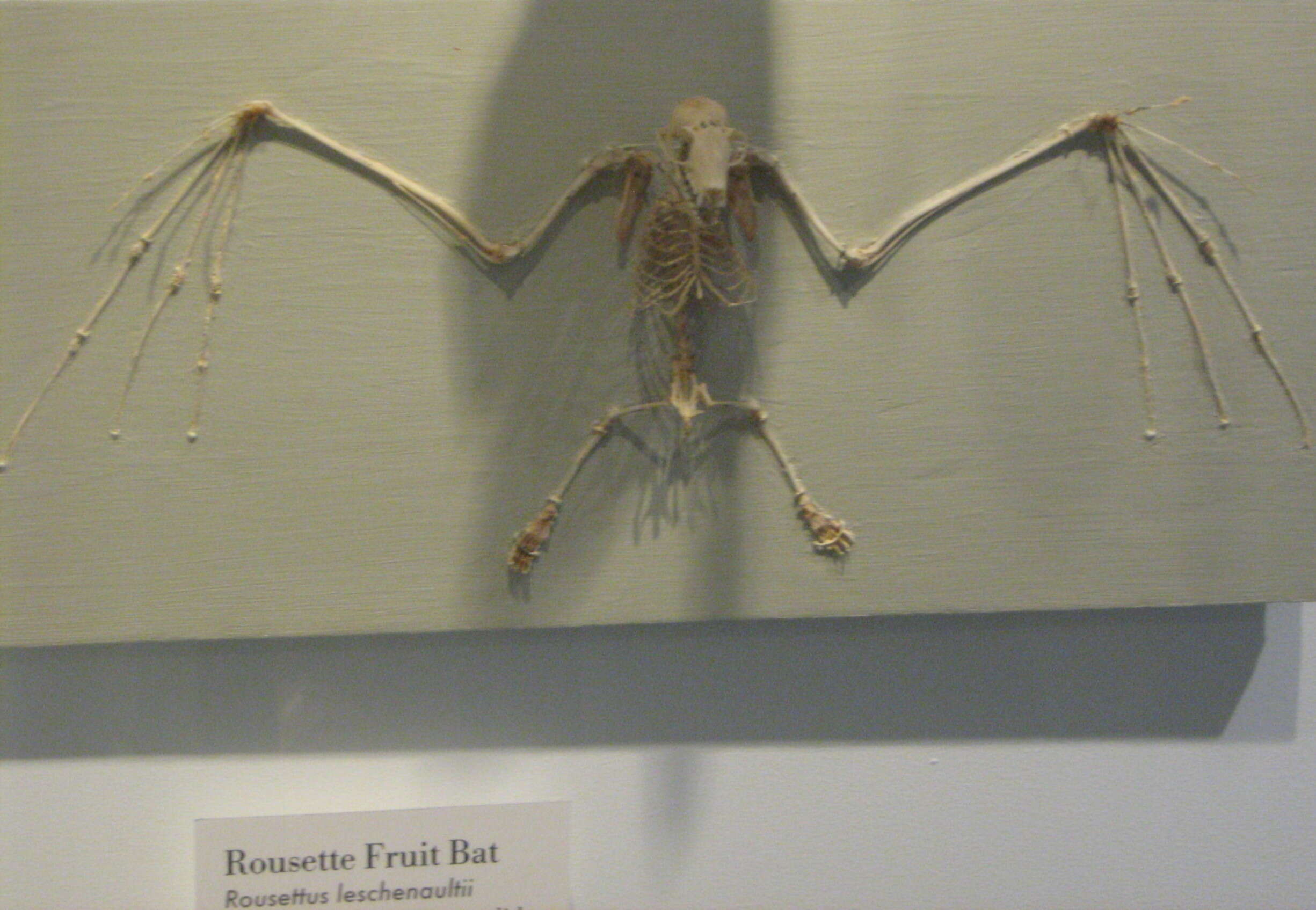 Image of Leschenault's Rousette