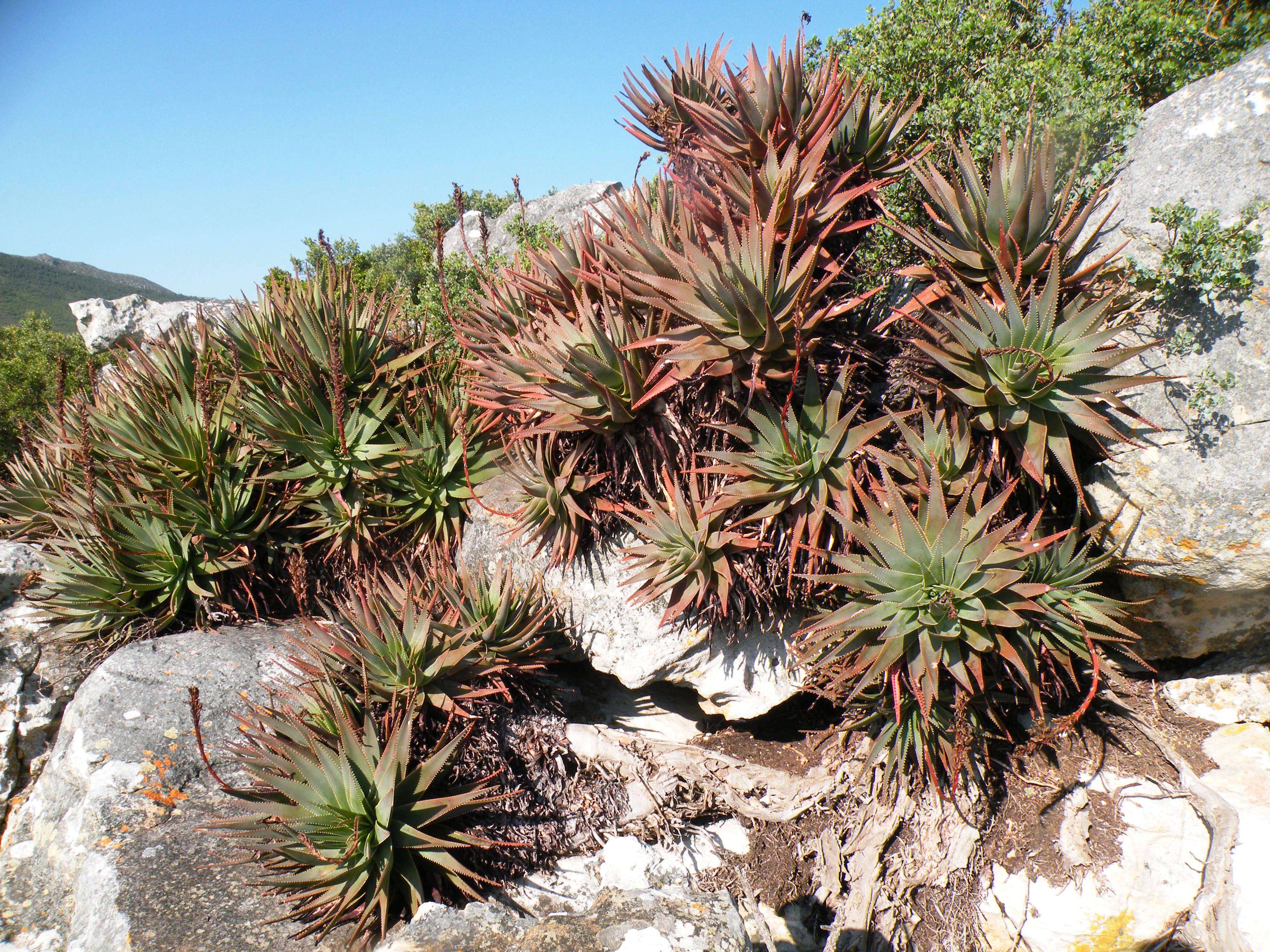 صورة Aloe succotrina Weston