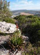 صورة Aloe succotrina Weston