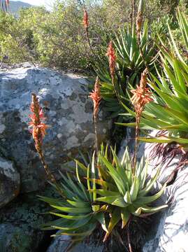 Image of Fynbos aloe