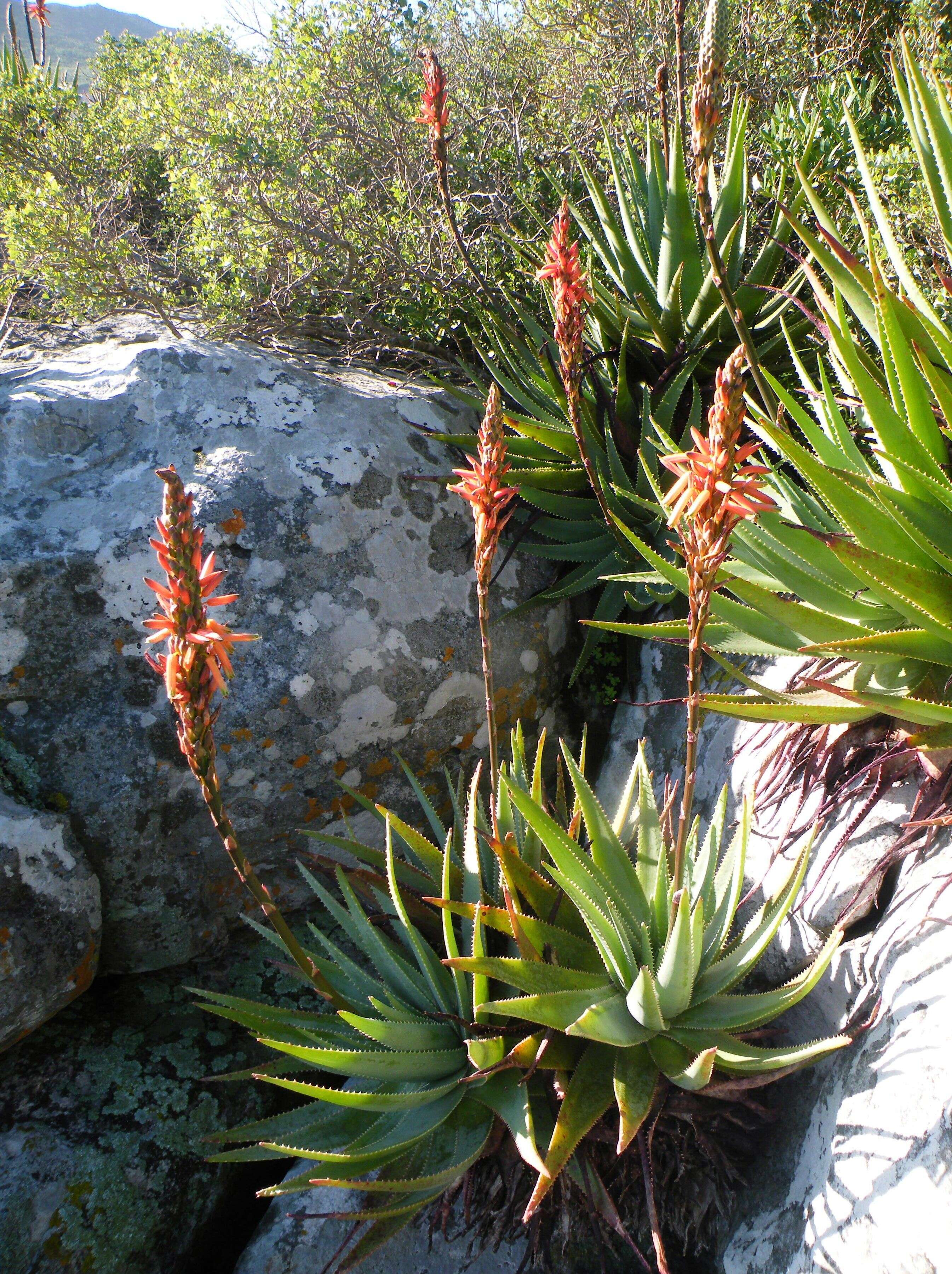 صورة Aloe succotrina Weston