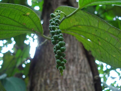 Image of black pepper