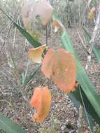 صورة Croton sonorae Torr.