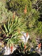 صورة Aloe succotrina Weston