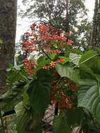 Imagem de Clerodendrum paniculatum L.