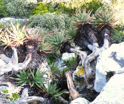 صورة Aloe succotrina Weston