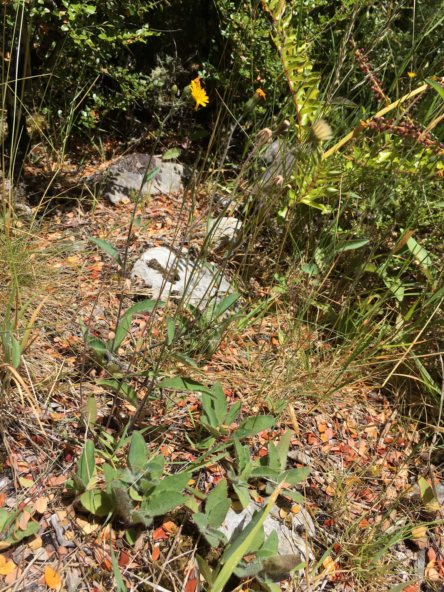 Image of Hieracium lepidulum (Stenstr.) Dahlst.