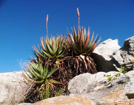 Image of Fynbos aloe