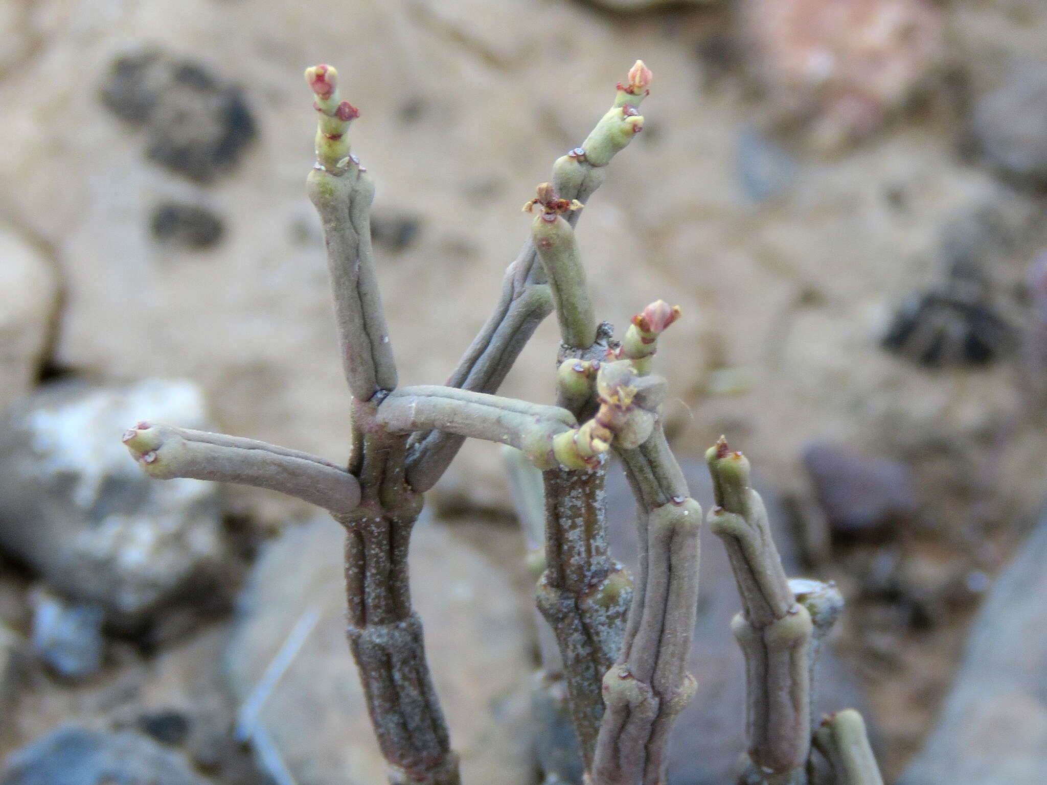 Image of Euphorbia juttae Dinter