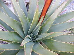 صورة Aloe succotrina Weston