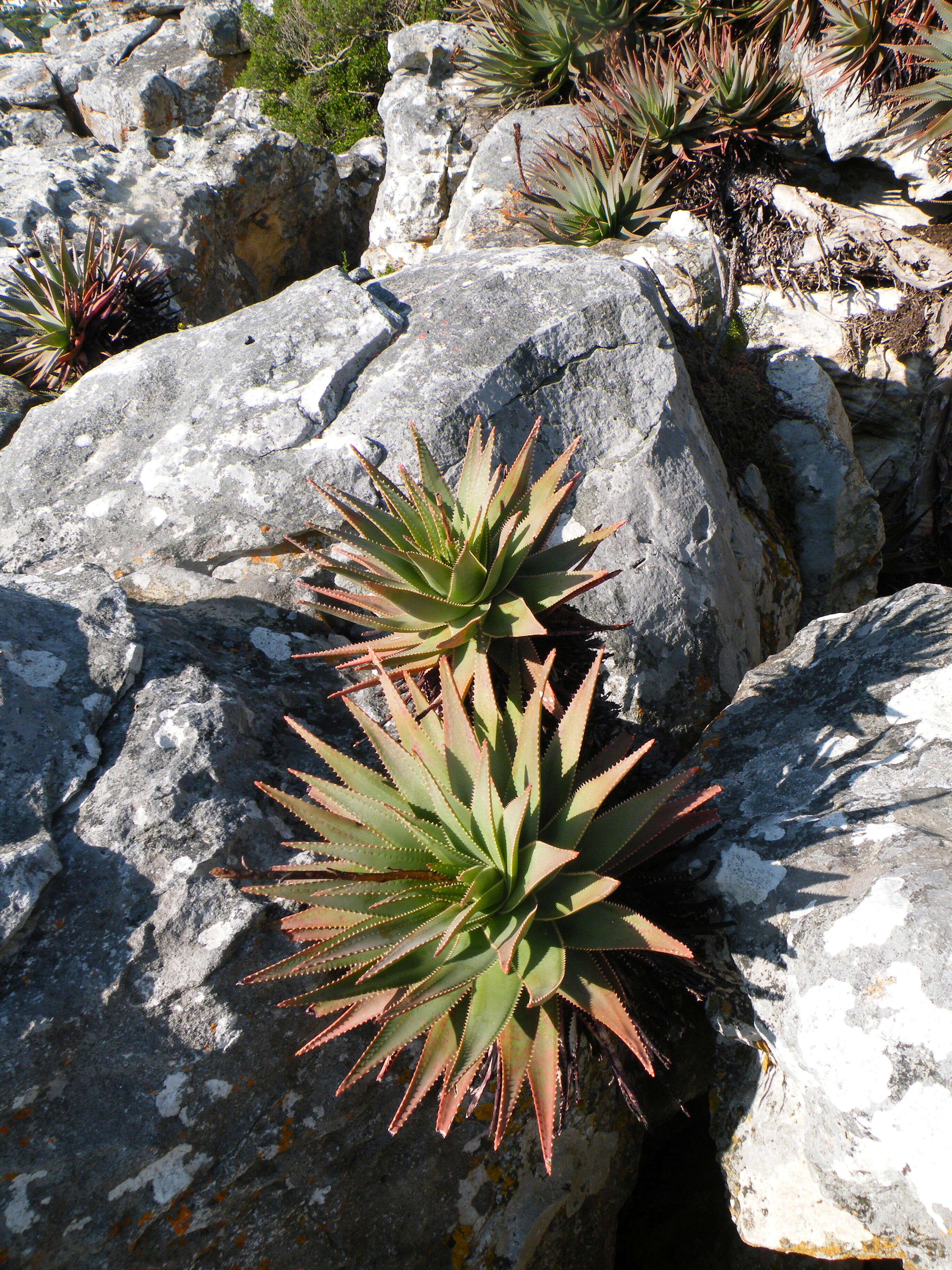 صورة Aloe succotrina Weston