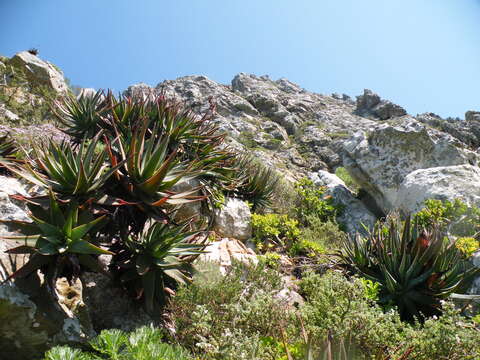 Image of Fynbos aloe