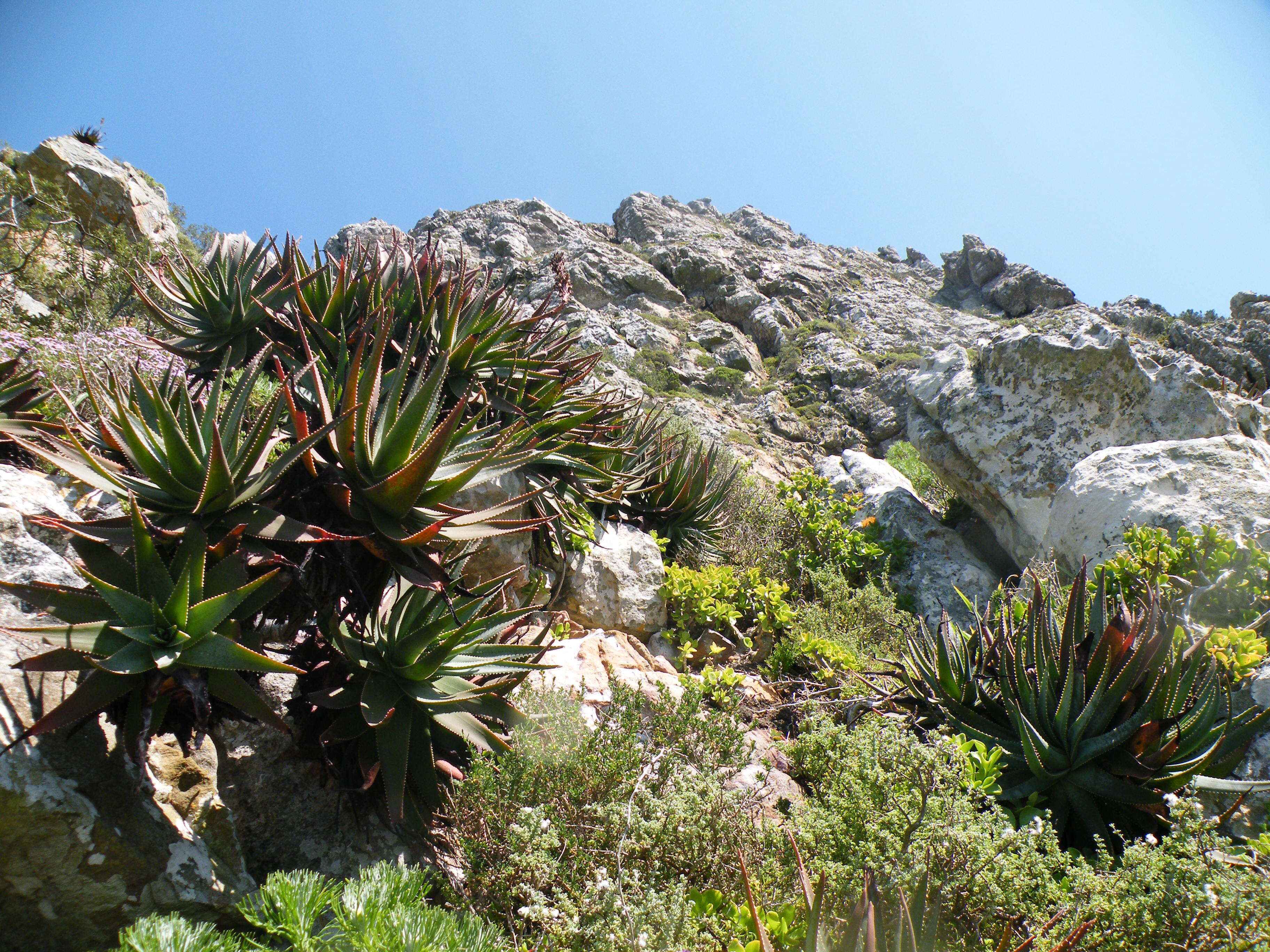 صورة Aloe succotrina Weston