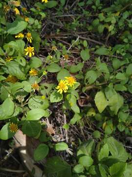 Image of Wollastonia uniflora (Spreng.) W. R. B. Oliv.