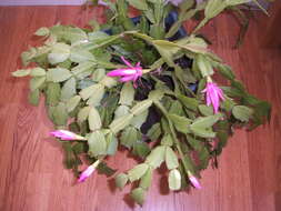 Image of false Christmas cactus