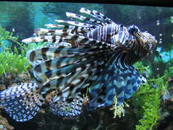 Image of Broadbarred firefish