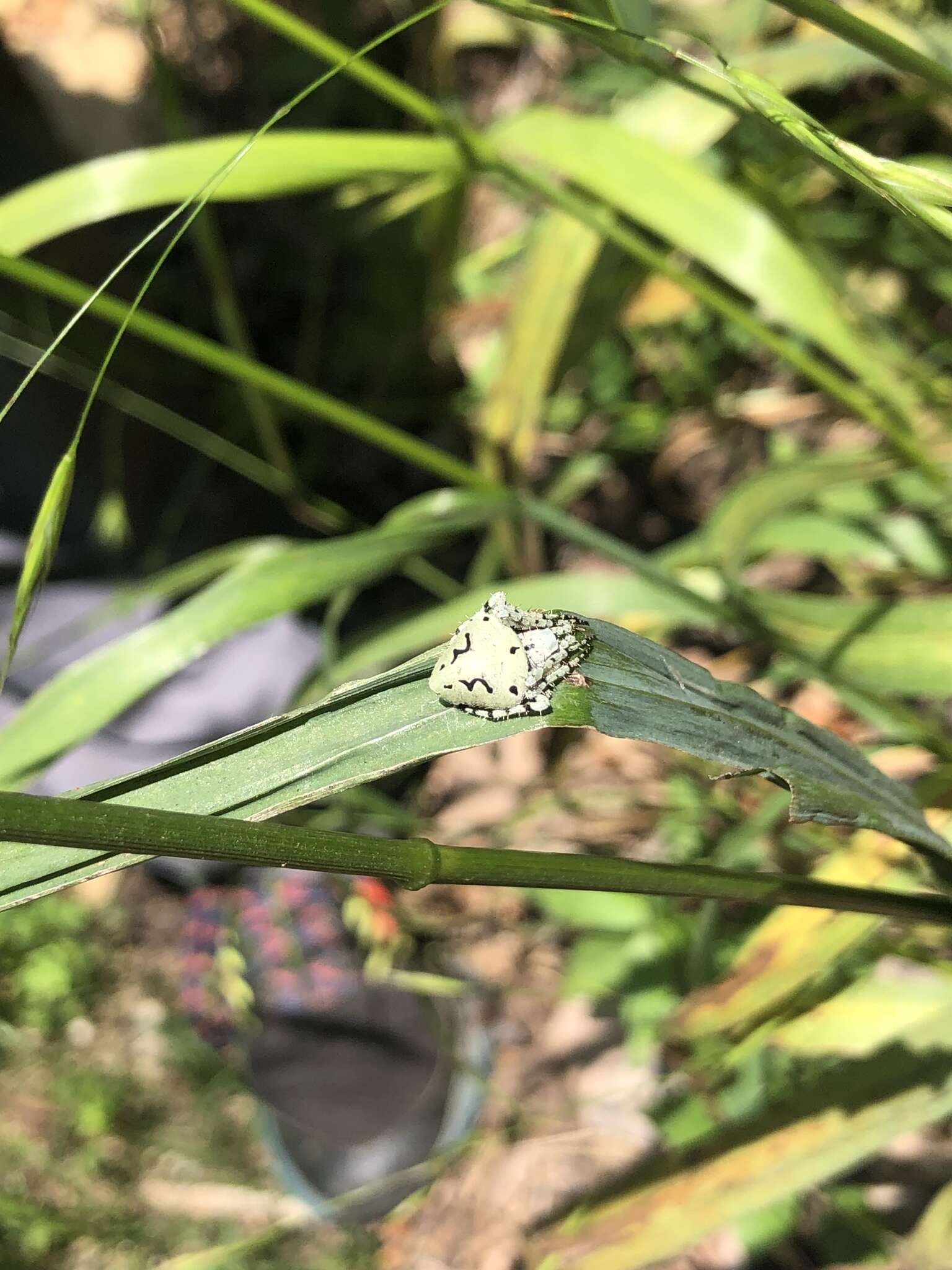 Image of Humpbacked orbweaver