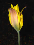 Image of Tulipa altaica Pall. ex Spreng.