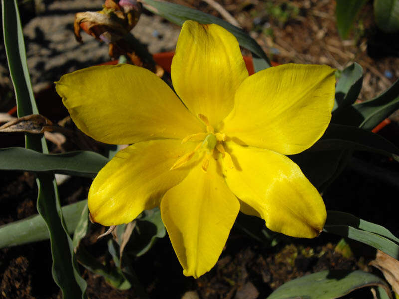 Image of Tulipa altaica Pall. ex Spreng.