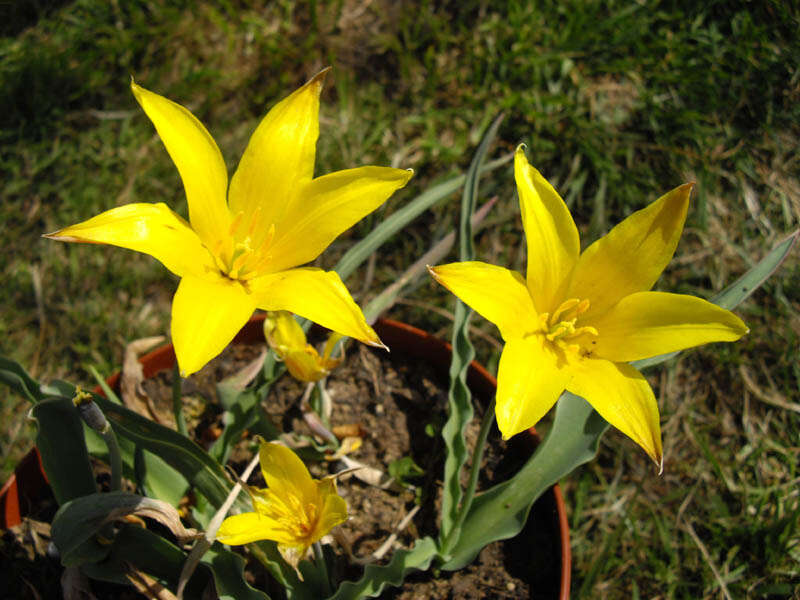 Image of Tulipa altaica Pall. ex Spreng.