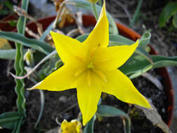 Image of Tulipa altaica Pall. ex Spreng.