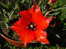 Image of Tulipa linifolia Regel