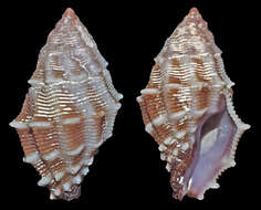 Image of Morula lepida (Houart 1995)