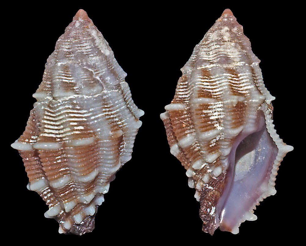 Image of Morula lepida (Houart 1995)