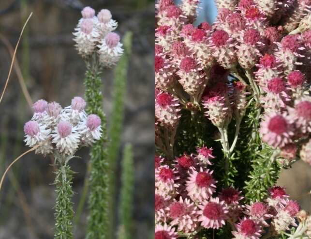 Imagem de Lachnospermum umbellatum (L. fil.) Pillans