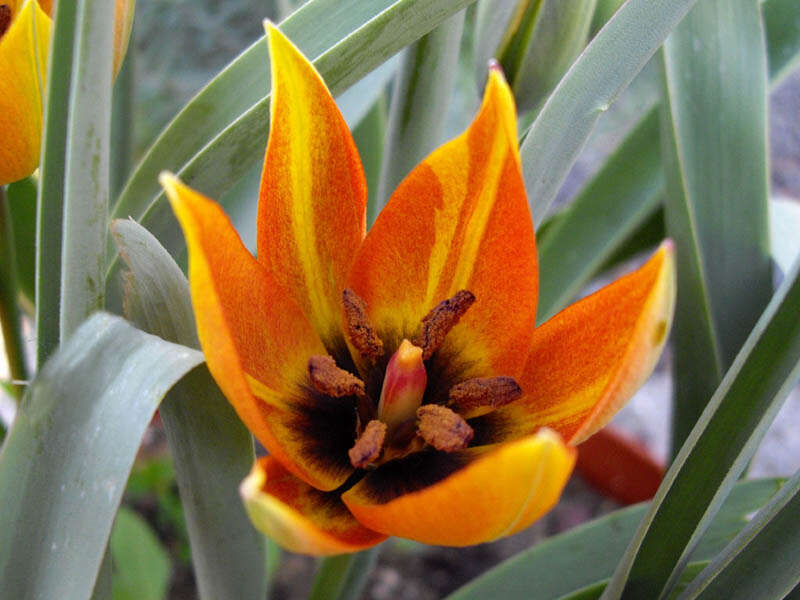 Image of orange wild tulip