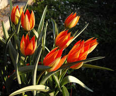 Image of orange wild tulip