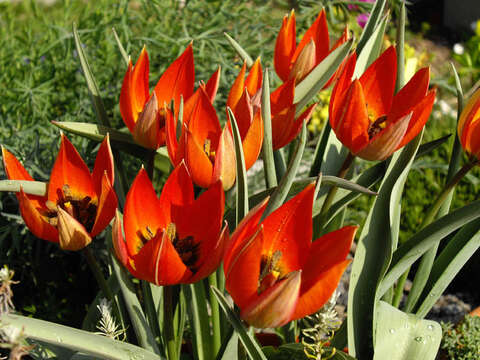 Image de Tulipa orphanidea Boiss. ex Heldr.