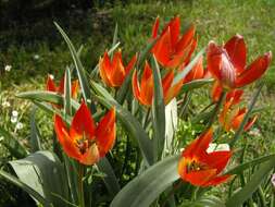 Image de Tulipa orphanidea Boiss. ex Heldr.