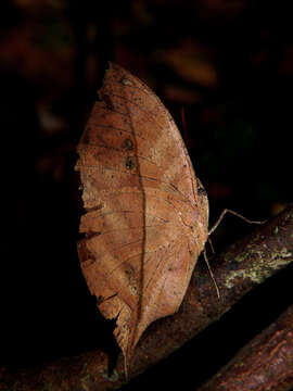 Image of Sahyadri blue oakleaf