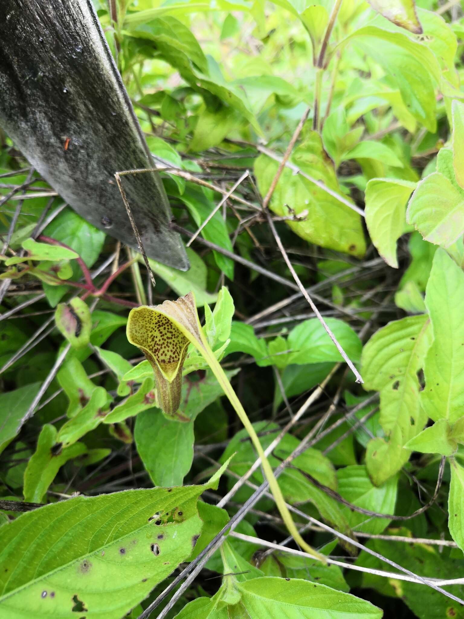 صورة Aristolochia pringlei Rose